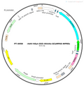 AAV-hSyn-DIO-5HT6 (pDisplay not virus vector) AAV Vector – Calcium indicator – Cre-dependent – hSyn promoter – for Calcium imaging – BHV12401492