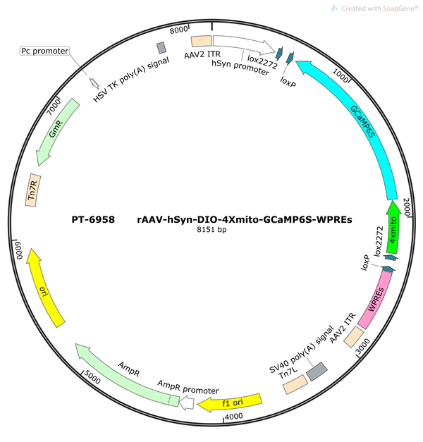 AAV-hSyn-DIO-5HT6 (pDisplay not virus vector) AAV Vector – Calcium indicator – Cre-dependent – hSyn promoter – for Calcium imaging – BHV12401492
