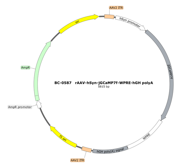 AAV-hSyn-jGCaMP7f AAV Vector – Calcium indicator – Constitutive – hSyn promoter – for Calcium imaging – BHV12401510