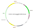 AAV-hSyn-jGCaMP7b AAV Vector – Calcium indicator – Constitutive – hSyn promoter – for Calcium imaging – BHV12401511