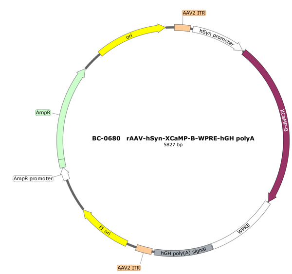 AAV-hSyn-XCaMP-B AAV Vector – Calcium indicator – Constitutive – hSyn promoter – for Calcium imaging – BHV12401541
