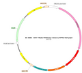 AAV-TRE3G-DIO-hM3D(Gq)-mCherry AAV Vector – Chemogenetic actuator (DREADD/PSAM/KORD) – Cre-dependent – TRE3G promoter – mCherry reporter – for Chemogenetics – BHV12401554