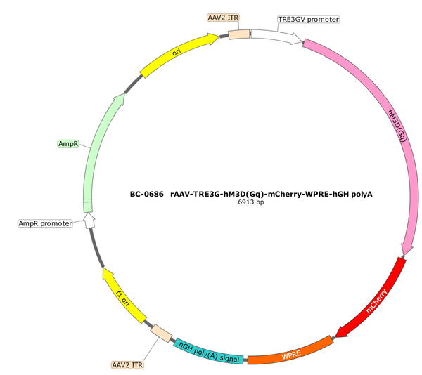 AAV-TRE3G-DIO-hM3D(Gq)-mCherry AAV Vector – Chemogenetic actuator (DREADD/PSAM/KORD) – Cre-dependent – TRE3G promoter – mCherry reporter – for Chemogenetics – BHV12401554