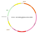 AAV-CaMKIIa-hM3D(Gq)-mCherry AAV Vector – Chemogenetic actuator (DREADD/PSAM/KORD) – Constitutive – CaMKIIa promoter – mCherry reporter – for Chemogenetics – BHV12401565