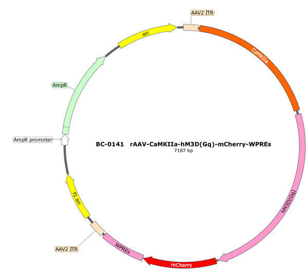 AAV-CaMKIIa-hM3D(Gq)-mCherry AAV Vector – Chemogenetic actuator (DREADD/PSAM/KORD) – Constitutive – CaMKIIa promoter – mCherry reporter – for Chemogenetics – BHV12401565