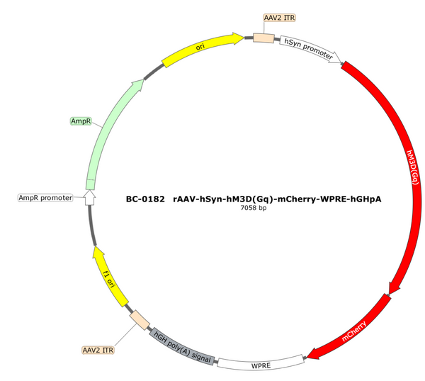 AAV-hSyn-hM3D(Gq)-mCherry AAV Vector – Chemogenetic actuator (DREADD/PSAM/KORD) – Constitutive – hSyn promoter – mCherry reporter – for Chemogenetics – BHV12401579