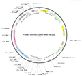 AAV-hSyn-CreERT2 AAV Vector – Constitutive – hSyn promoter – BHV12401701