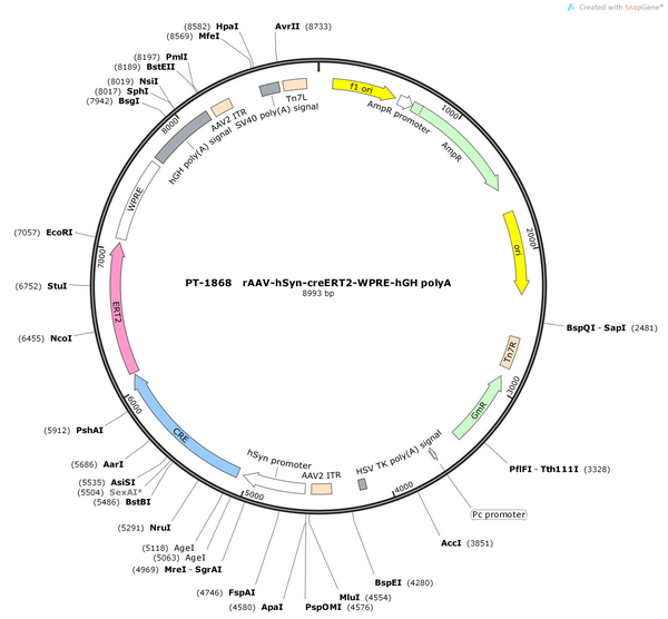 AAV-hSyn-CreERT2 AAV Vector – Constitutive – hSyn promoter – BHV12401701