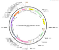 AAV-CAG-DIO-WGA-EGFP AAV Vector – Fluorescent reporter – Cre-dependent – CAG promoter – EGFP reporter – for Cell labeling / tracing – BHV12401718