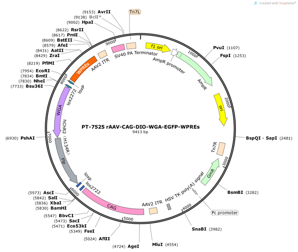 AAV-CAG-DIO-WGA-EGFP AAV Vector – Fluorescent reporter – Cre-dependent – CAG promoter – EGFP reporter – for Cell labeling / tracing – BHV12401718