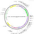 AAV-hSyn-DIO-TeNT(tettoxlc)-EGFP AAV Vector – Fluorescent reporter – Cre-dependent – hSyn promoter – EGFP reporter – for Cell labeling / tracing – BHV12401799
