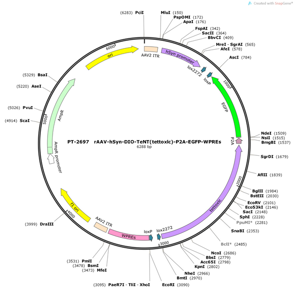 AAV-hSyn-DIO-TeNT(tettoxlc)-EGFP AAV Vector – Fluorescent reporter – Cre-dependent – hSyn promoter – EGFP reporter – for Cell labeling / tracing – BHV12401799
