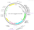 AAV-EF1α-DIO-NaChBac-EGFP AAV Vector – Acetylcholine sensor – Cre-dependent – EF1α promoter – EGFP reporter – for Acetylcholine imaging – BHV12401807