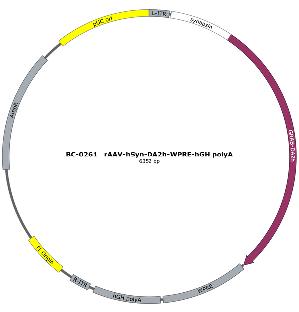 AAV-hSyn-DA2h AAV Vector – Dopamine sensor – Constitutive – hSyn promoter – for Dopamine imaging – BHV12401836