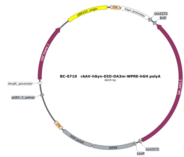 AAV-hSyn-DIO-DA3m AAV Vector – Dopamine sensor – Cre-dependent – hSyn promoter – for Dopamine imaging – BHV12401841