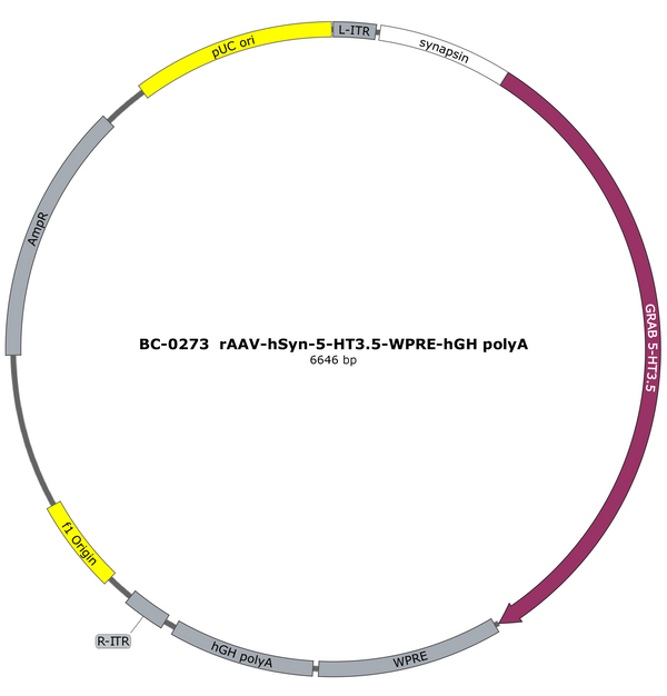 AAV-hSyn-5HT2h AAV Vector – Serotonin sensor – Constitutive – hSyn promoter – for Serotonin imaging – BHV12401891