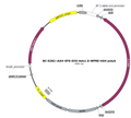 AAV-EFS-DIO-Ado1.0 AAV Vector – Cre-dependent – EFS promoter – BHV12401901