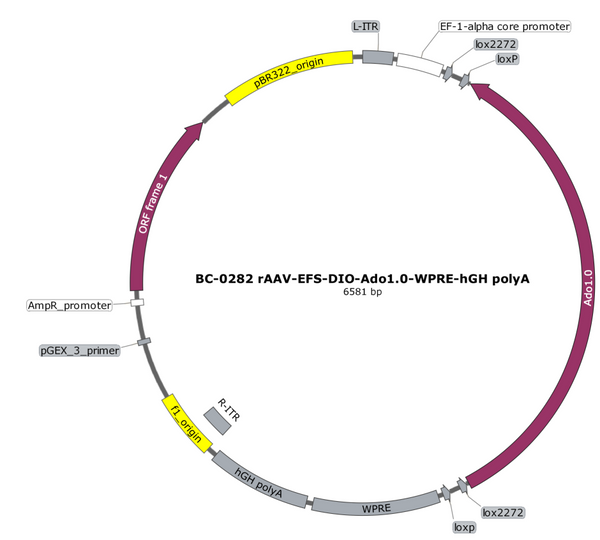 AAV-EFS-DIO-Ado1.0 AAV Vector – Cre-dependent – EFS promoter – BHV12401901