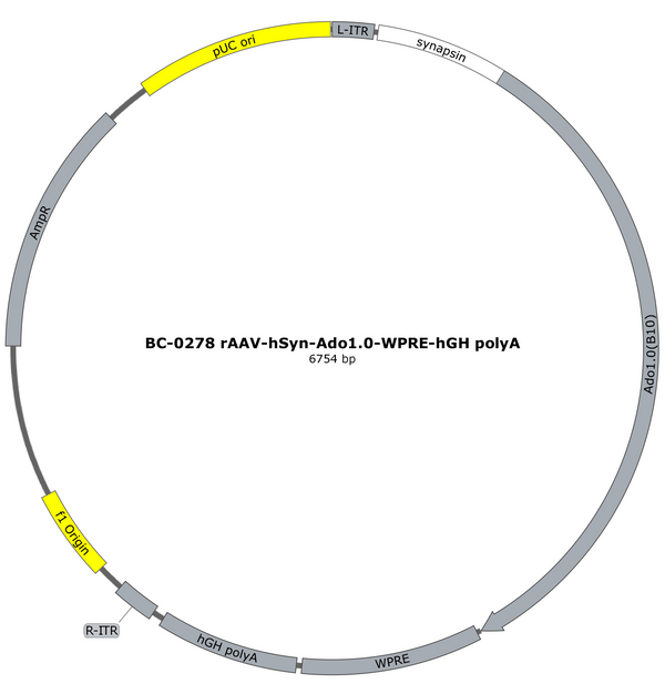 AAV-hSyn-Ado1.0m AAV Vector – Constitutive – hSyn promoter – BHV12401904