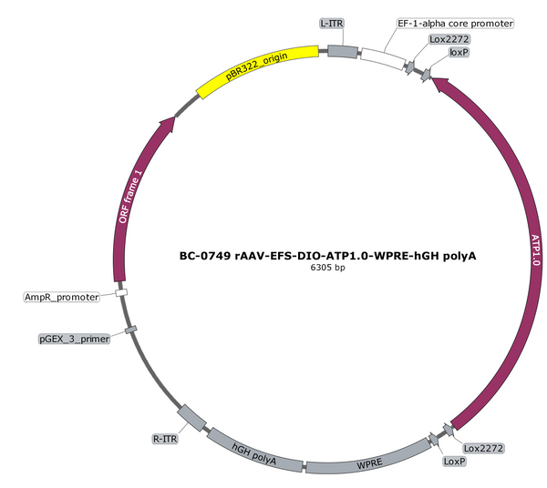 AAV-EFS-DIO-ATP1.0 AAV Vector – Cre-dependent – EFS promoter – BHV12401917