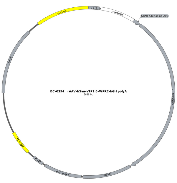 AAV-hSyn-VIP1.0 AAV Vector – Constitutive – hSyn promoter – BHV12401931