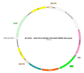 AAV-EF1α-hGtACR1-EGFP AAV Vector – Optogenetic actuator (opsin) – Constitutive – EF1α promoter – EGFP reporter – for Optogenetics – BHV17100021