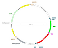 AAV-EF1α-DIO-hGtACR1-EGFP AAV Vector – Optogenetic actuator (opsin) – Cre-dependent – EF1α promoter – EGFP reporter – for Optogenetics – BHV17100022