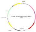 AAV-hSyn-hM4D(Gi)-mCherry AAV Vector – Chemogenetic actuator (DREADD/PSAM/KORD) – Constitutive – hSyn promoter – mCherry reporter – for Chemogenetics – BHV17100028