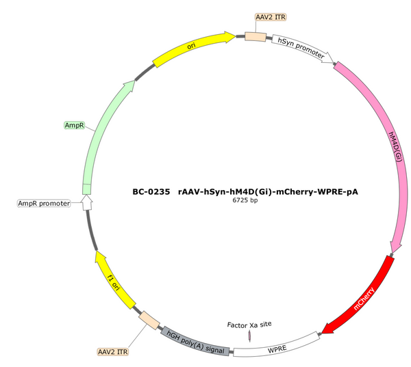 AAV-hSyn-hM4D(Gi)-mCherry AAV Vector – Chemogenetic actuator (DREADD/PSAM/KORD) – Constitutive – hSyn promoter – mCherry reporter – for Chemogenetics – BHV17100028