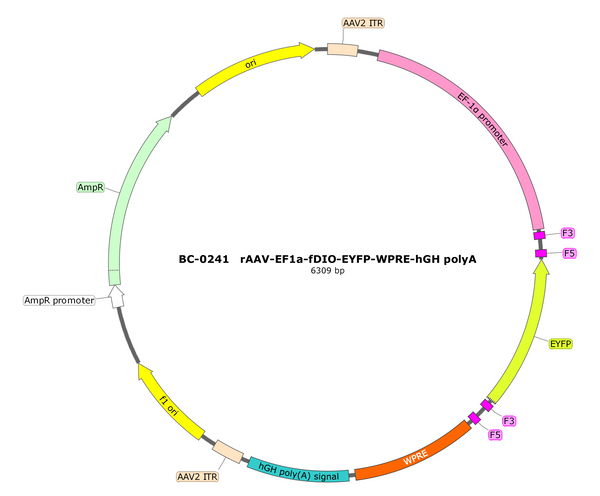 AAV-EF1α-fDIO-EYFP AAV Vector – Fluorescent reporter – Constitutive – EF1α promoter – EYFP reporter – for Cell labeling / tracing – BHV17100030