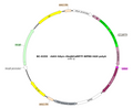 AAV-hSyn-ribojGCaMP7f AAV Vector – Calcium indicator – Constitutive – hSyn promoter – for Calcium imaging – BHV17100041
