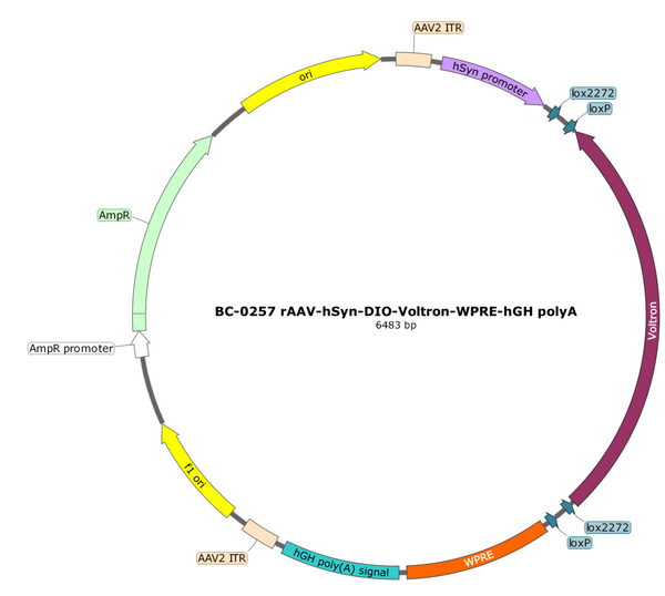 AAV-hSyn-DIO-Voltron AAV Vector – Cre-dependent – hSyn promoter – BHV17100042