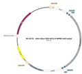 AAV-hSyn-DIO-ACh3.0 AAV Vector – Acetylcholine sensor – Cre-dependent – hSyn promoter – for Acetylcholine imaging – BHV17100055
