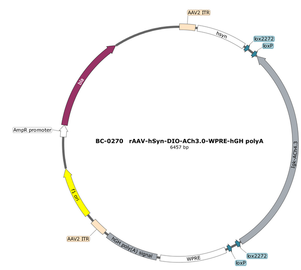 AAV-hSyn-DIO-ACh3.0 AAV Vector – Acetylcholine sensor – Cre-dependent – hSyn promoter – for Acetylcholine imaging – BHV17100055