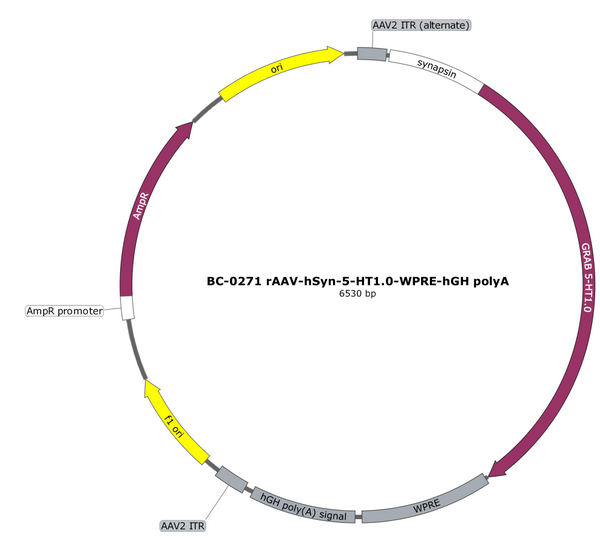 AAV-hSyn-5-HT1.0 AAV Vector – Constitutive – hSyn promoter – BHV17100056