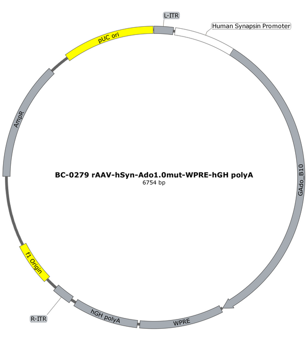 AAV-hSyn-Ado1.0mut AAV Vector – Constitutive – hSyn promoter – BHV17100064