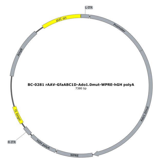 AAV-GfaABC1D-Ado1.0mut AAV Vector – Constitutive – GfaABC1D promoter – BHV17100066