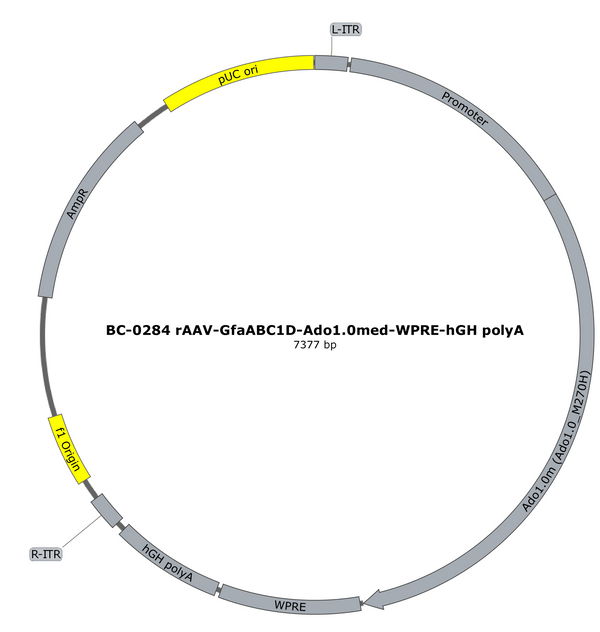 AAV-GfaABC1D-Ado1.0med AAV Vector – Constitutive – GfaABC1D promoter – BHV17100069