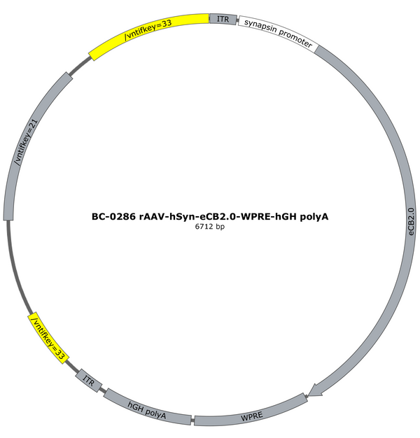AAV-hSyn-eCB2.0 AAV Vector – Constitutive – hSyn promoter – BHV17100071