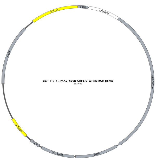 AAV-hSyn-CRF1.0 AAV Vector – Constitutive – hSyn promoter – BHV17100076