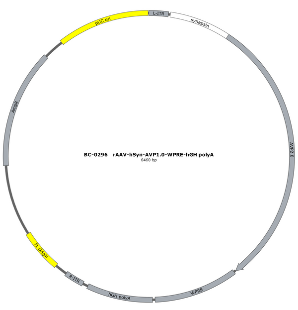 AAV-hSyn-AVP1.0 AAV Vector – Constitutive – hSyn promoter – BHV17100081