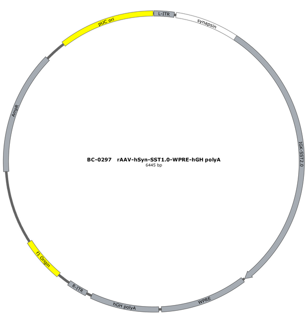 AAV-hSyn-SST1.0 AAV Vector – Constitutive – hSyn promoter – BHV17100082