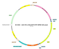 AAV-EF1α-DIO-EYFP-dual AAV Vector – Fluorescent reporter – Cre-dependent – EF1α promoter – EYFP reporter – for Cell labeling / tracing – BHV17100084