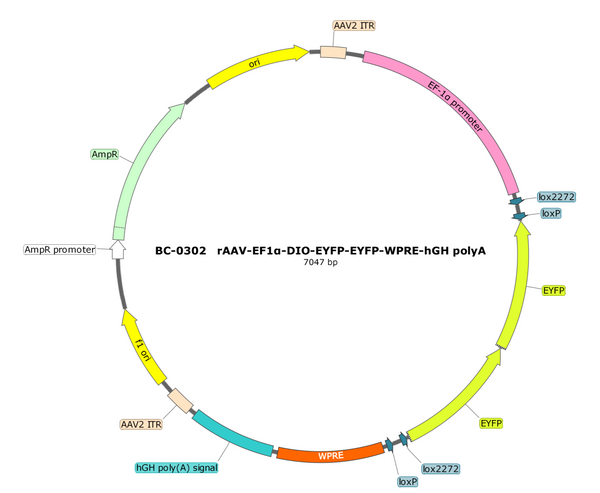 AAV-EF1α-DIO-EYFP-dual AAV Vector – Fluorescent reporter – Cre-dependent – EF1α promoter – EYFP reporter – for Cell labeling / tracing – BHV17100084