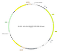 AAV-nEF1a-fDIO-EYFP-dual AAV Vector – Norepinephrine sensor – Constitutive – nEF1a promoter – EYFP reporter – for Norepinephrine imaging – BHV17100085