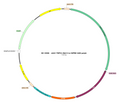 AAV-TRPV1-NLS-Cre AAV Vector – Transcriptional regulator / recombinase – Constitutive – TRPV1 promoter – for Genetic driver / recombination – BHV17100086