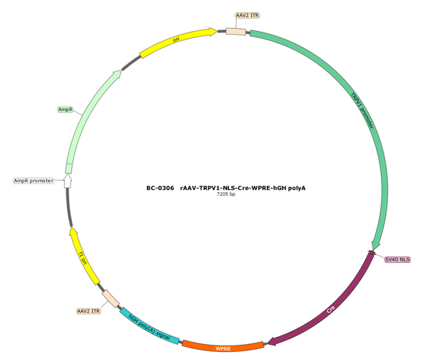 AAV-TRPV1-NLS-Cre AAV Vector – Transcriptional regulator / recombinase – Constitutive – TRPV1 promoter – for Genetic driver / recombination – BHV17100086
