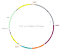 AAV-ChAT-NLS-Cre AAV Vector – Transcriptional regulator / recombinase – Constitutive – ChAT promoter – for Genetic driver / recombination – BHV17100087