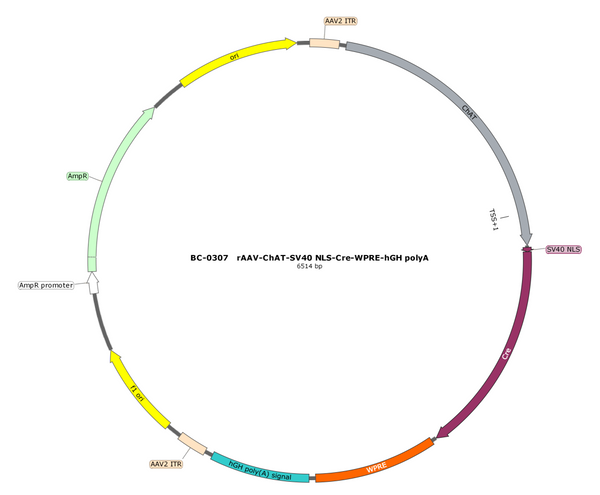 AAV-ChAT-NLS-Cre AAV Vector – Transcriptional regulator / recombinase – Constitutive – ChAT promoter – for Genetic driver / recombination – BHV17100087