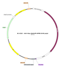 AAV-hSyn-iGluSnFR AAV Vector – Glutamate sensor – Constitutive – hSyn promoter – for Glutamate imaging – BHV17100093